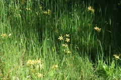 Triteleia ixioides scabra