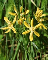 Triteleia ixioides scabra