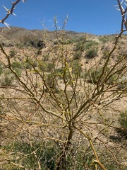 Parkinsonia praecox