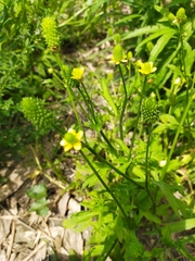 Ranunculus chinensis
