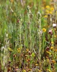 Castilleja attenuata