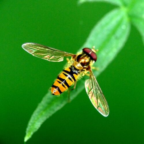 Marmalade Hover Fly