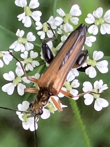 Oedemera podagrariae