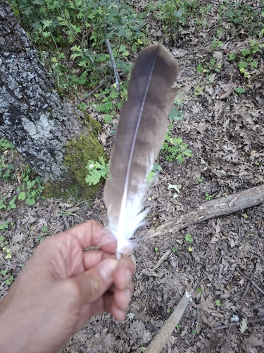 Plume de Aigle botté
