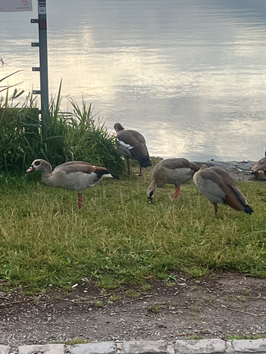 Egyptian Goose
