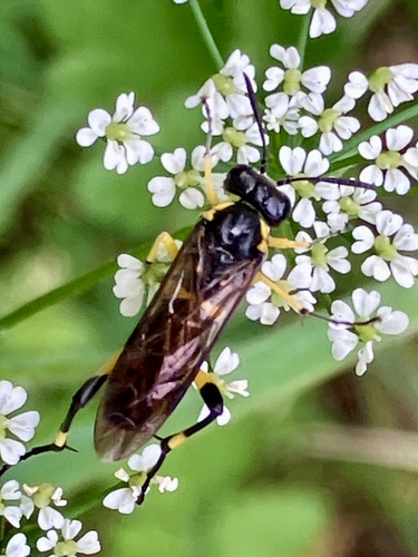 Yellow-spotted Macrophya