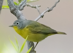 Leiothlypis ruficapilla