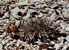 Lignocarpa diversifolia