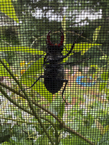 European Stag Beetle