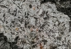 Dendrographa franciscana