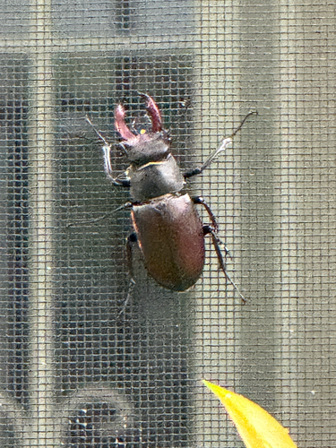 European Stag Beetle