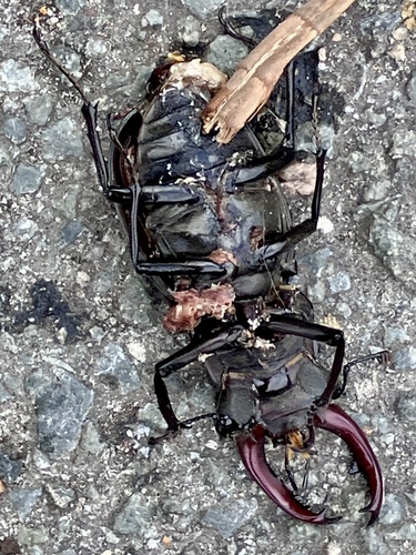 European Stag Beetle