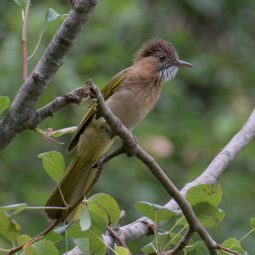 Mountain Bulbul (Ixos mcclellandii), photo 5