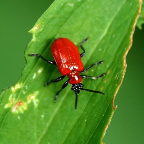 Lily Leaf Beetle