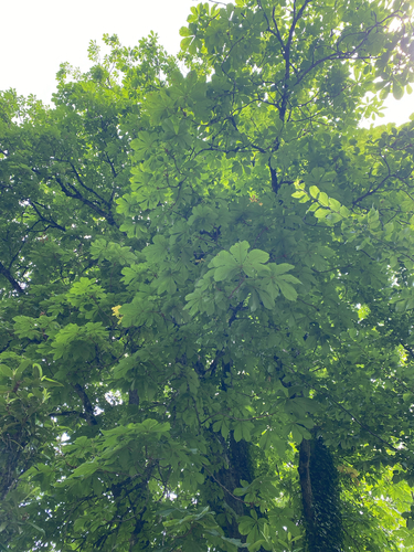 horse-chestnut