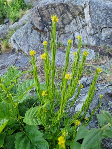 Small-flowered Winter-cress