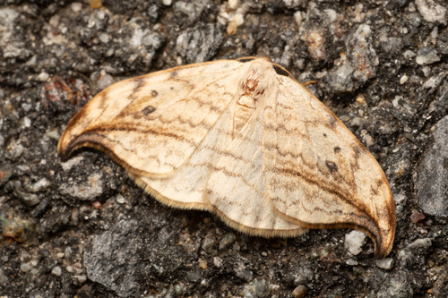 Arched Hooktip Moth