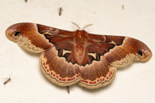 Promethea Silkmoth
