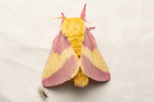Rosy Maple Moth