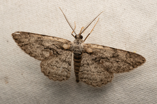 North American Common Gray