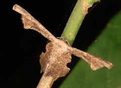 Monobolodes prunaria