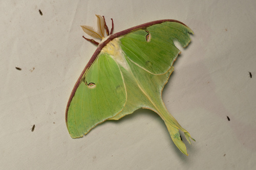 Luna Moth