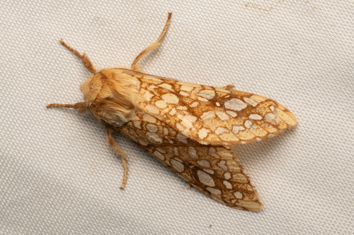Hickory Tussock Moth