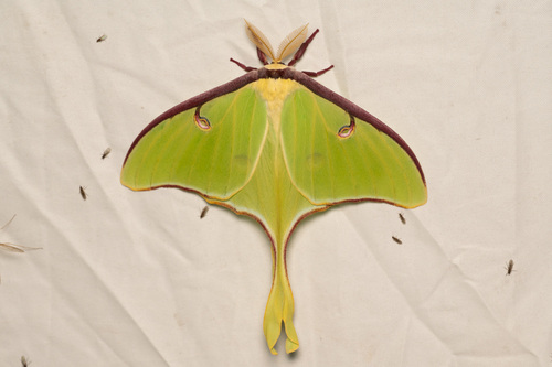 Luna Moth