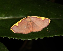 Nothomiza flavicosta