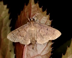 Omiodes tristrialis