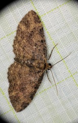 Pseudocollix hyperythra