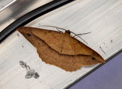 Pseudonadagara semicolor