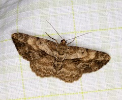 Psilalcis galsworthyi