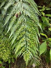 Woodwardia prolifera