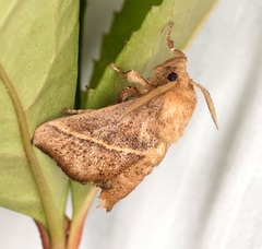 Quasithosea obliquistriga