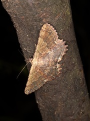 Ruttellerona pseudocessaria