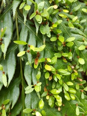 Woodwardia prolifera