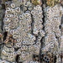 Lecanora subpallens
