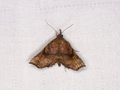 Throana pectinifer