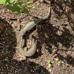 Sceloporus occidentalis