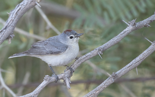 Lucy's Warbler