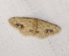 Idaea chotaria