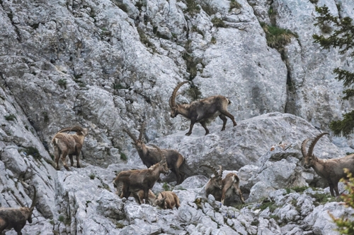 Alpine Ibex