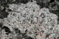 Dendrographa franciscana