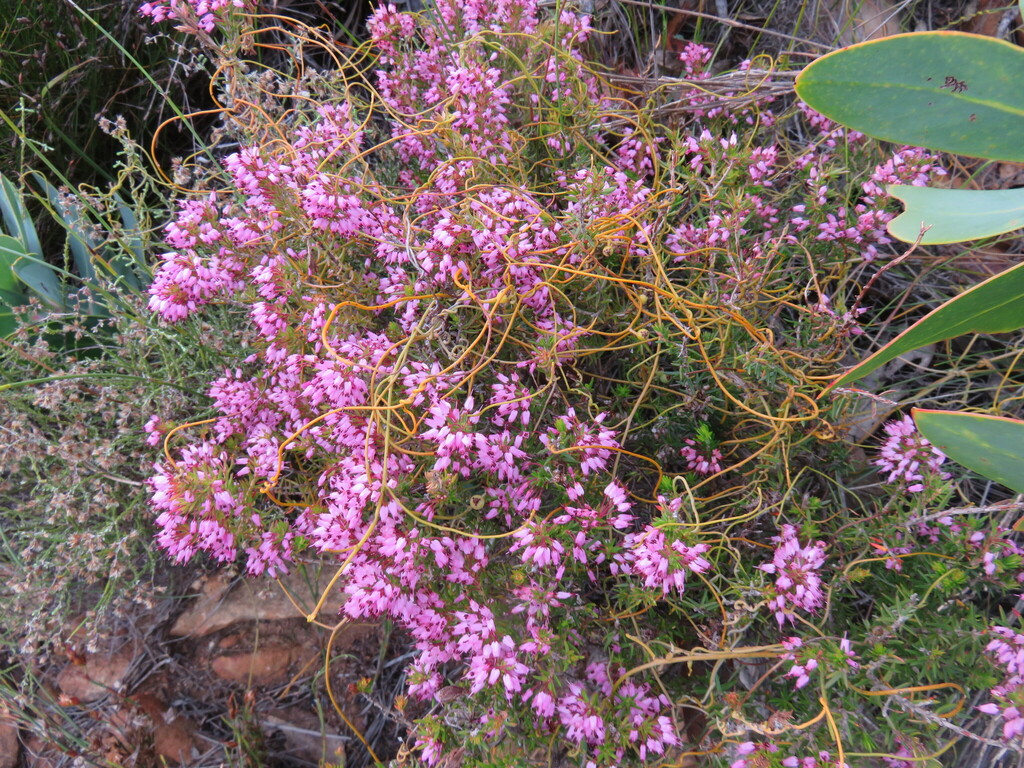 Erica nudiflora; photograph (c) Tony Rebelo, some rights reserved (CC BY-SA)