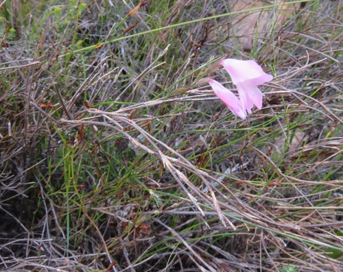 Gladiolus brevifolius, photograph 5