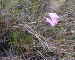 (c) Tony Rebelo, some rights reserved (CC BY-SA) Gladiolus brevifolius, photograph (c) Tony Rebelo, some rights reserved (CC BY-SA)