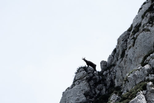 Alpine Chamois