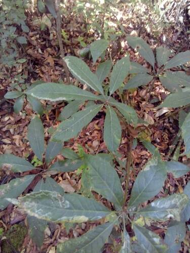 Oreopanax xalapensis, photograph 5