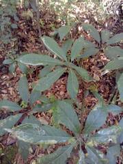 Oreopanax xalapensis, photograph (c) Janitzio Pech Zúñiga, some rights reserved (CC BY-SA)